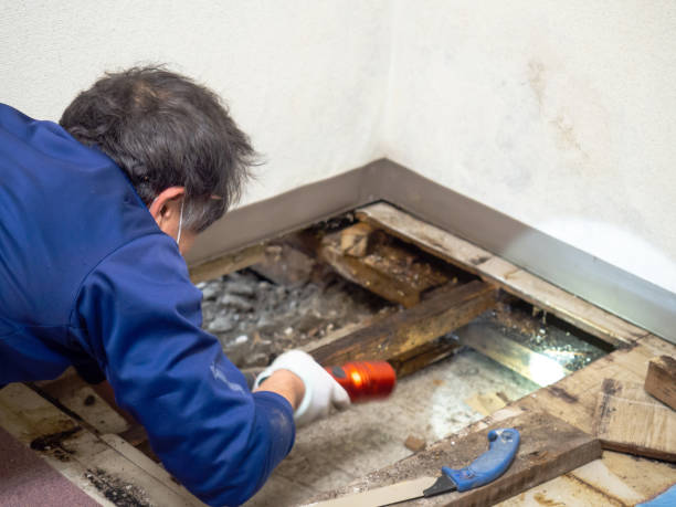 Best Basement Mold Remediation in Summersville, WV