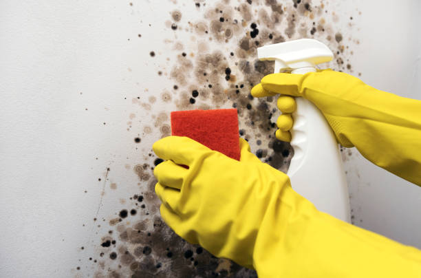 Best DIY Mold Remediation Support Services in Summersville, WV