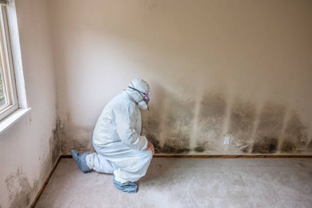 Best Industrial Mold Remediation in Summersville, WV