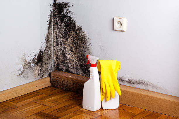 Best Residential Mold Remediation in Summersville, WV
