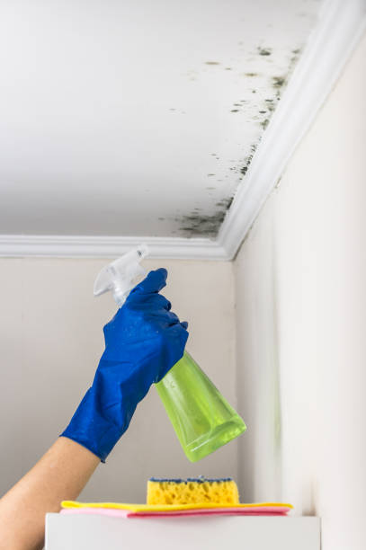 Best Attic Mold Remediation in Summersville, WV