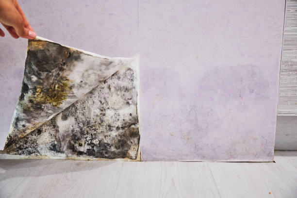 Best Localized Mold Remediation (e.g., coastal areas, humid climates) in Summersville, WV